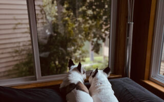 white pied french bulldog brothers lay on the edge of the couch looking out the window to the lake