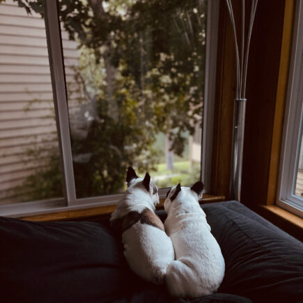 white pied french bulldog brothers lay on the edge of the couch looking out the window to the lake