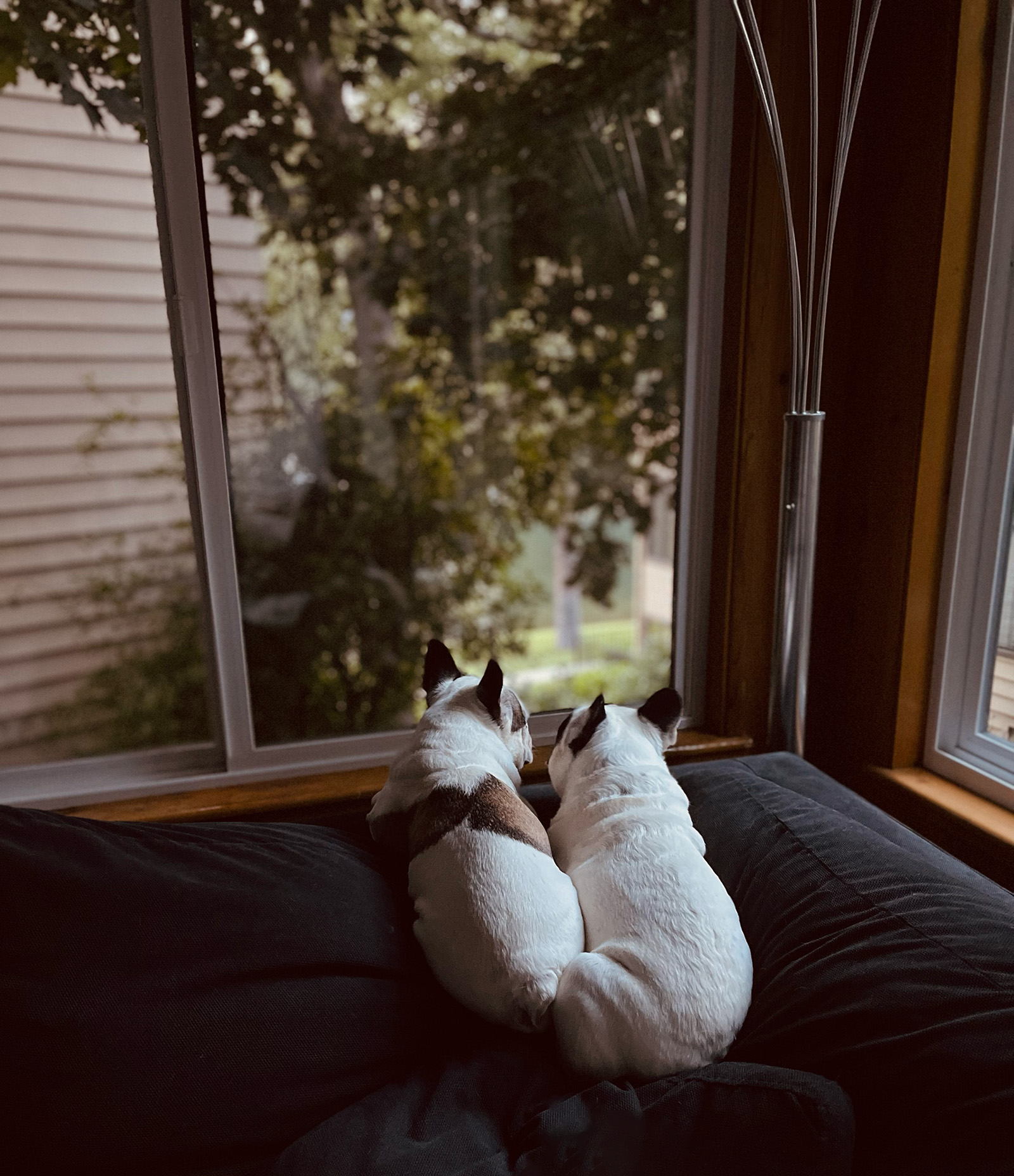 white pied french bulldog brothers lay on the edge of the couch looking out the window to the lake