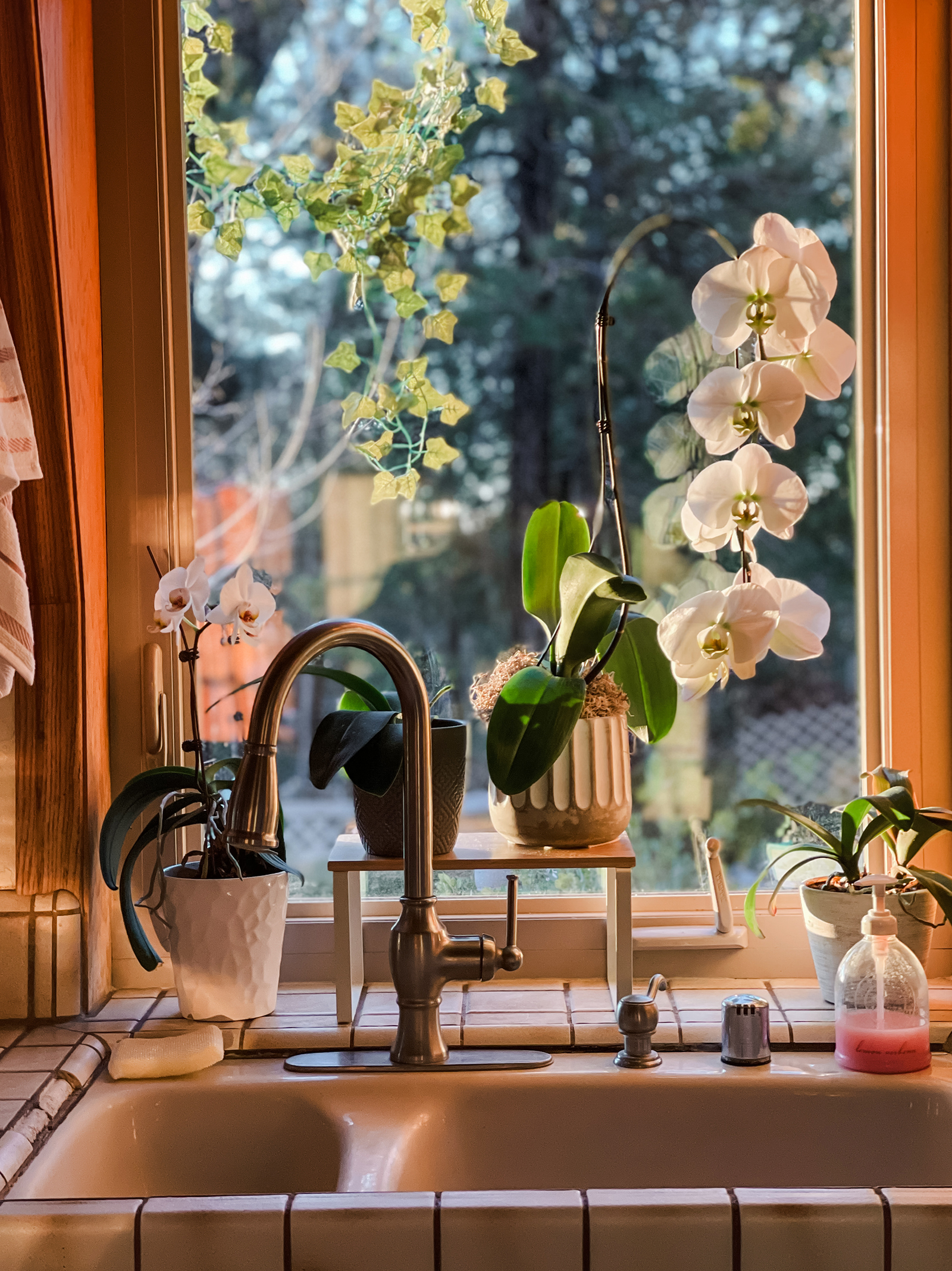 orchids in 80s kitchen window