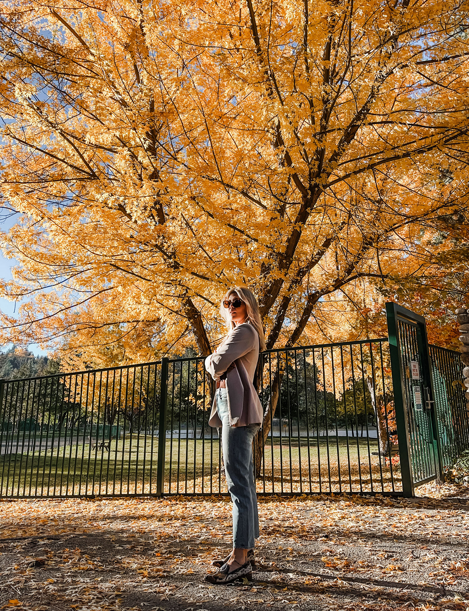 casual chic fall style jeans and a blazer in front of a massive tree with yellow and orange leaves, fall fits, fall style, fall fashion, old money, new trends, old trends, jeans