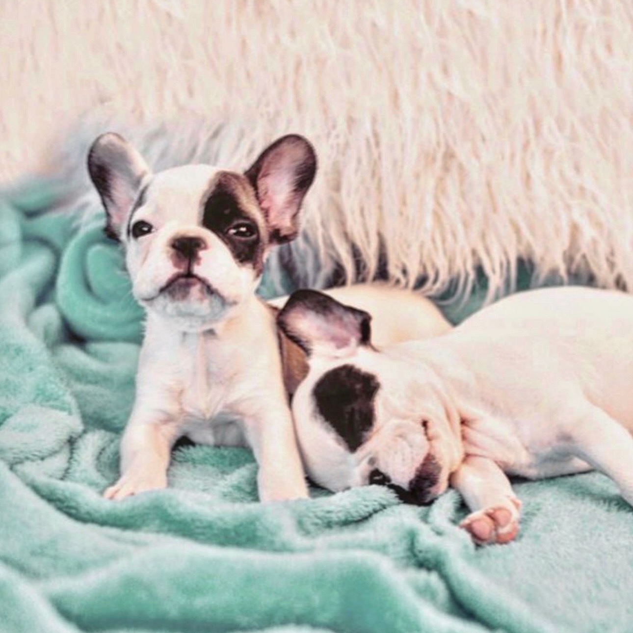 tiny french bulldog puppies, white with dark spots, on an aqua blue blanket