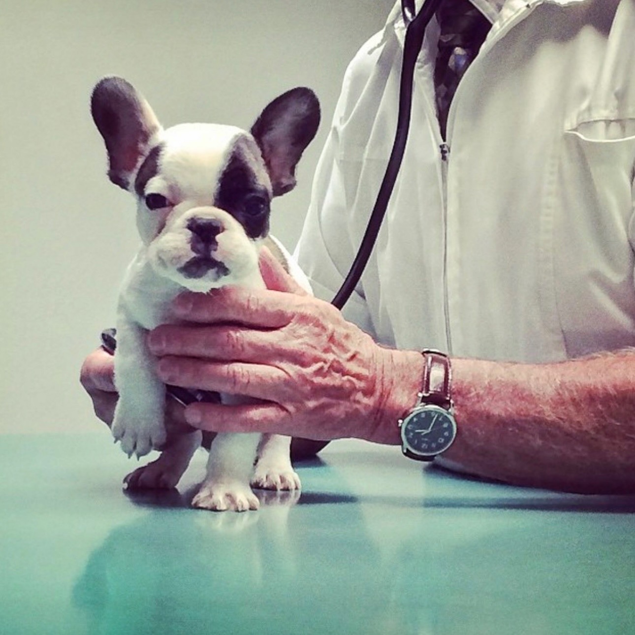 white and brown french bulldog puppy at the vet's office