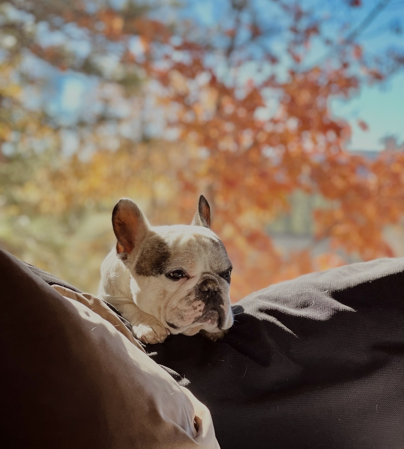 french bulldog sits on the back of a dark couch cushion with fall leaves in the window behind him