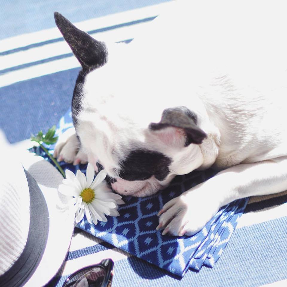 frenchie smells a flower