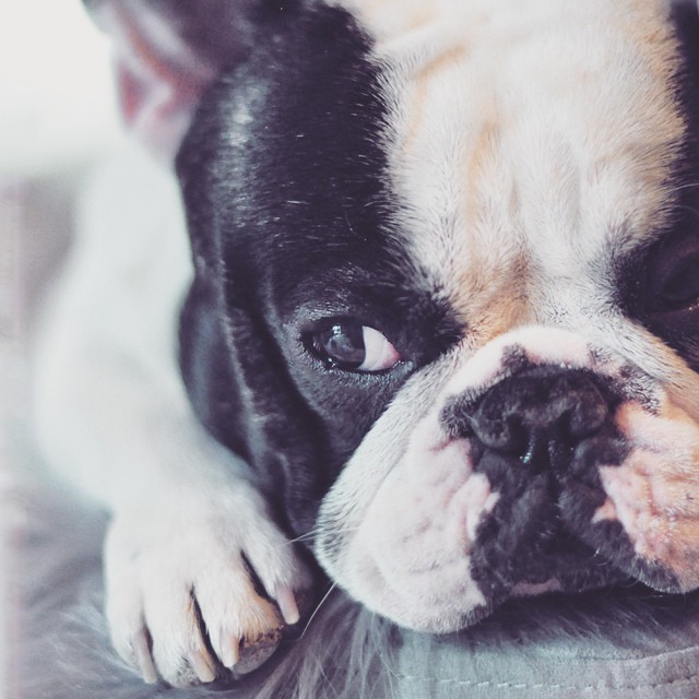 frenchie face closeup
