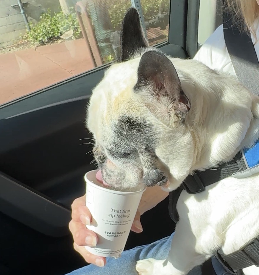 frenchie pup cup