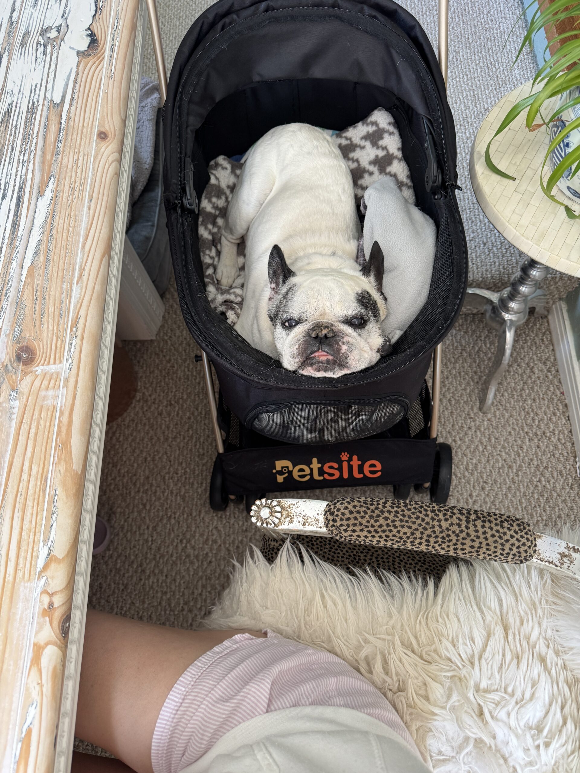 sweet senior french bulldog in his stroller next to my office chair and desk