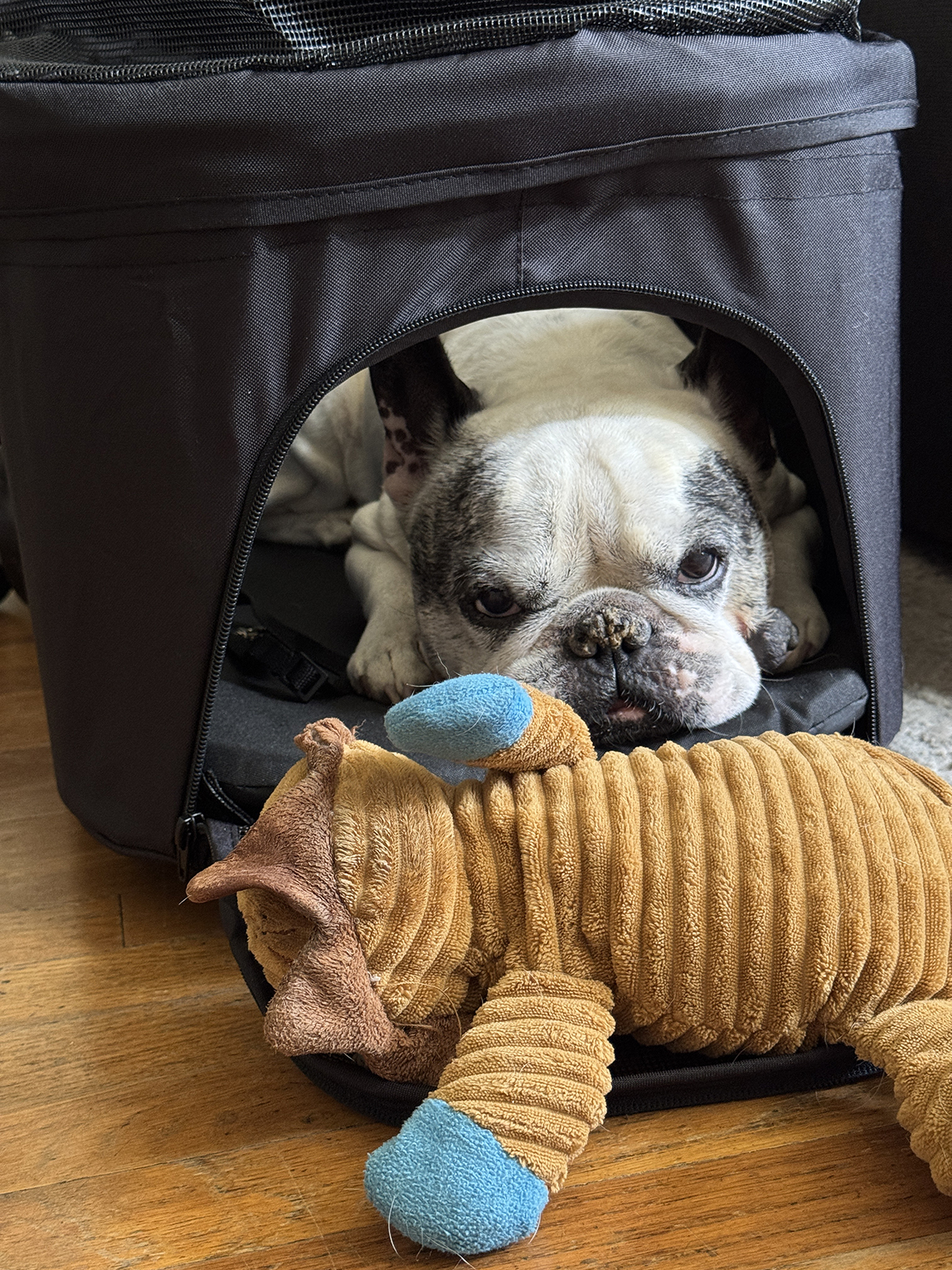 sweet senior french bulldog in his stroller buggy