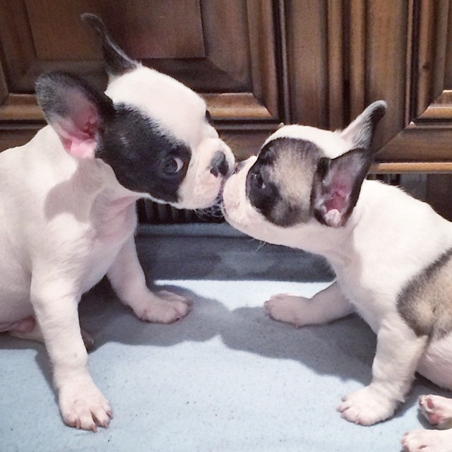frenchie brother puppy kisses