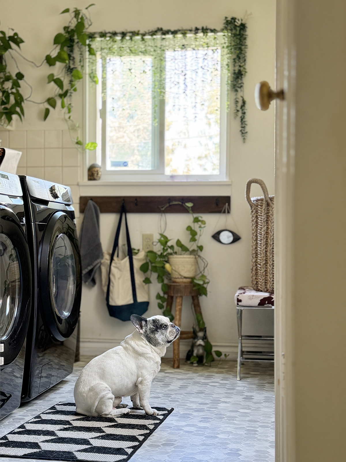 older french bulldog sits in the laundry room staring out the window