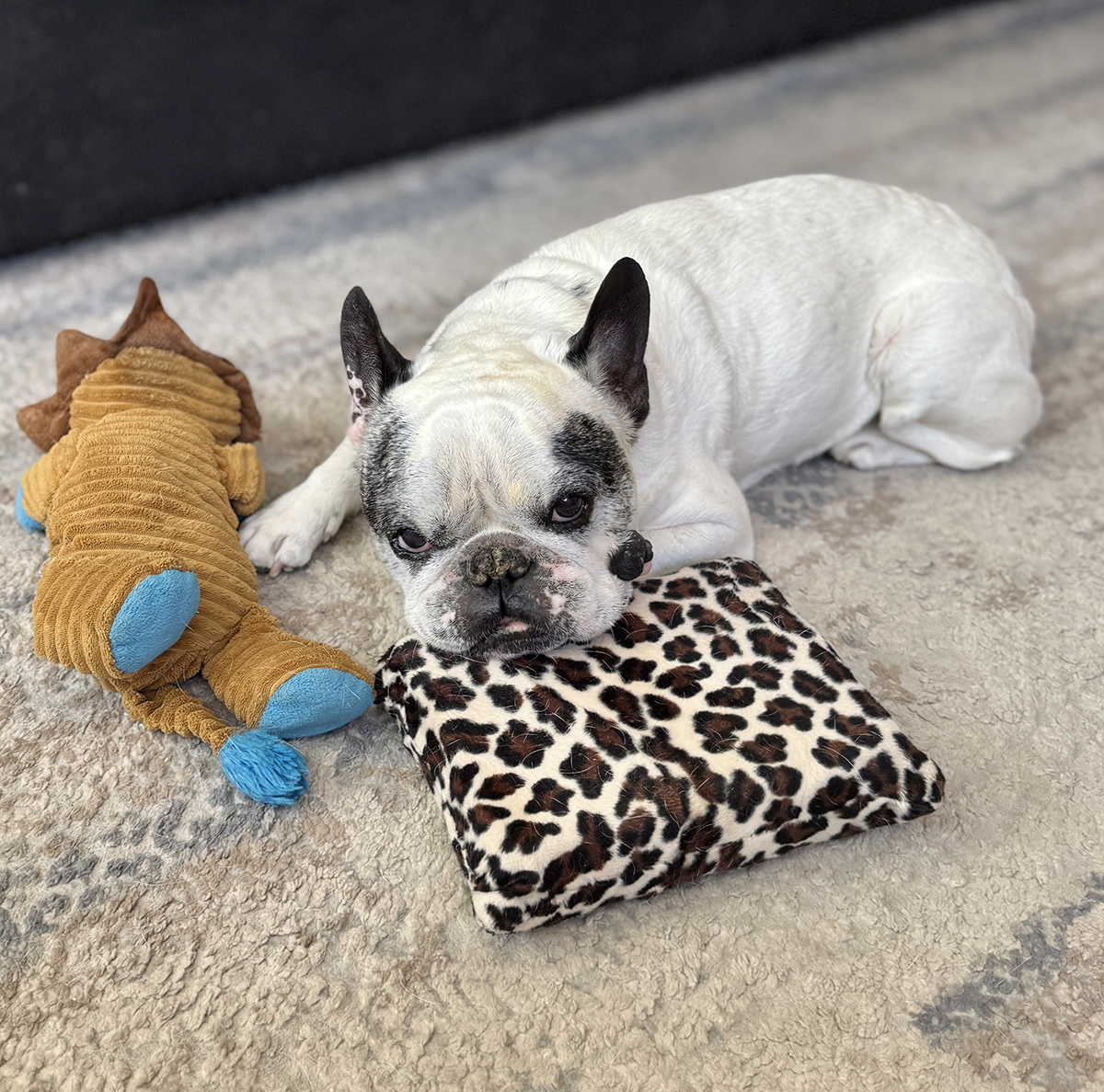 older french bulldog resting on his breathing block