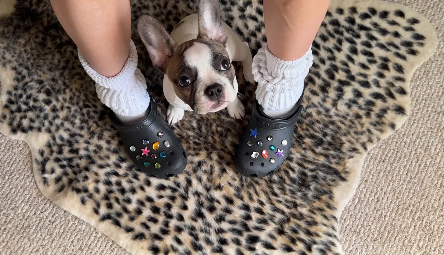 Bedazzled Crocs- DIY Gemstone Jibbitz Crystal Shoe Charms Tutorial with baby French bulldog Churchill 