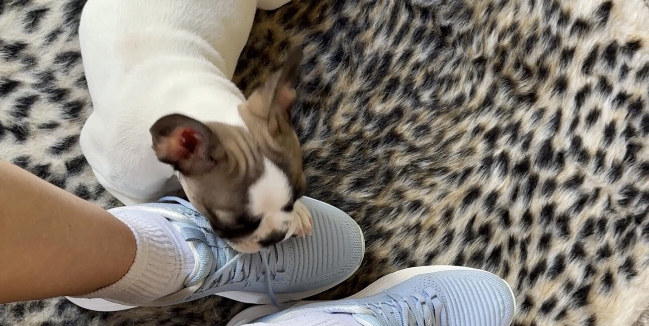 Kuru Atom 2 Shoes with Frenchie Puppy on leopard print rug