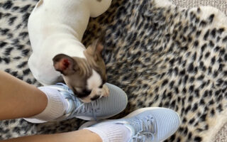 Kuru Atom 2 Shoes with Frenchie Puppy on leopard print rug