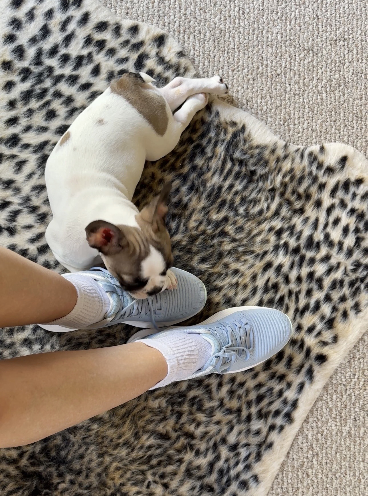 Kuru Atom 2 Shoes with Frenchie Puppy on leopard print rug, HOKA vs KURU supportive walking shoes, kuru shoe review
