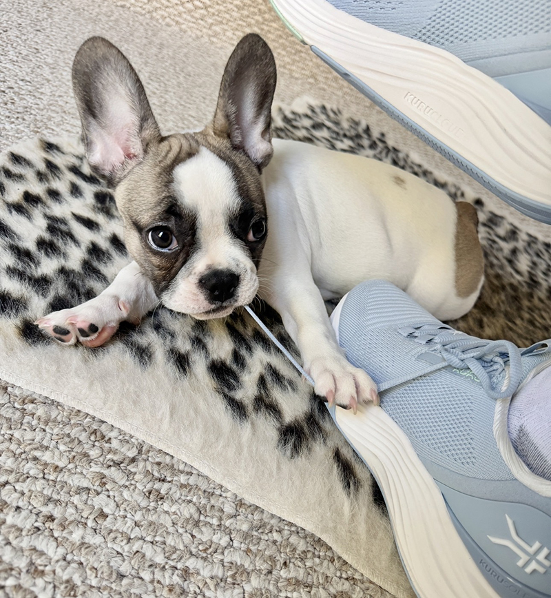 Kuru Atom 2 Shoes with Frenchie Puppy on leopard print rug