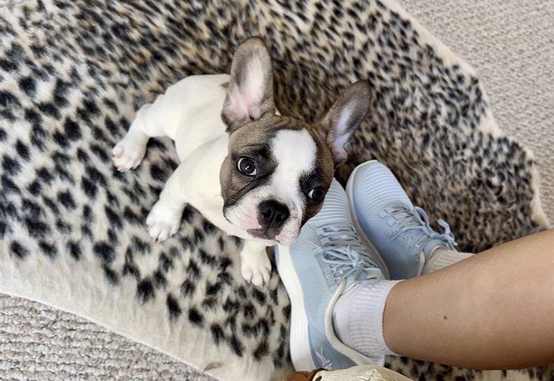 Kuru Atom 2 Shoes with Frenchie Puppy on leopard print rug