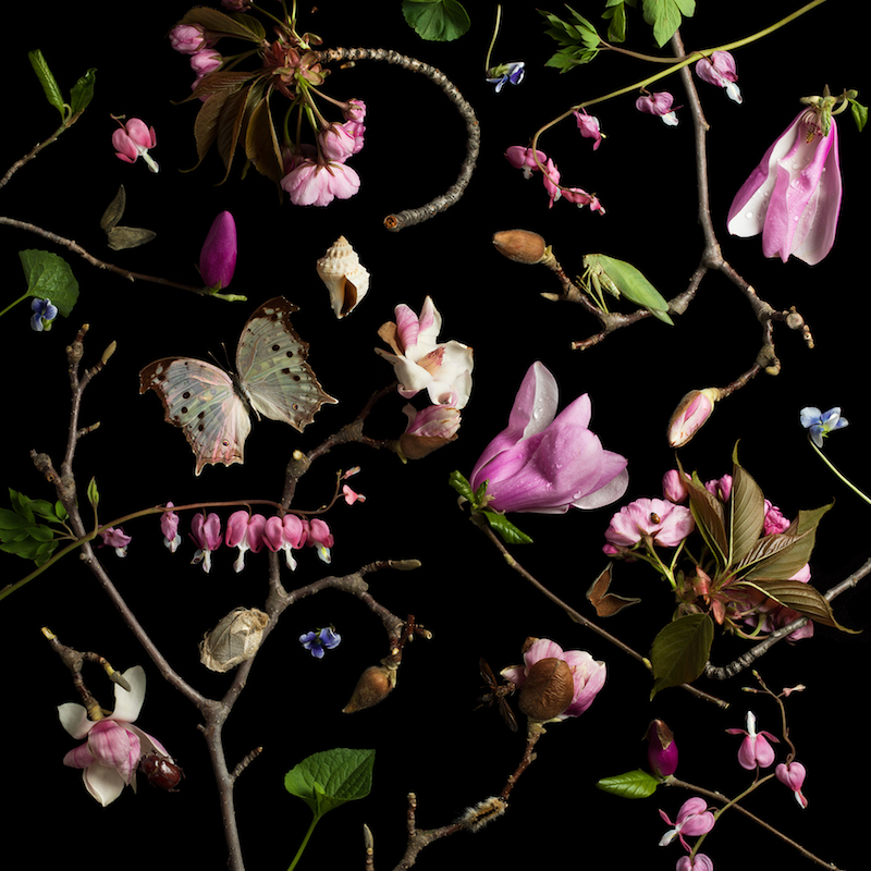 Paulette Tavormina, Botanical III (Bleeding Hearts and Magnolias), 2013