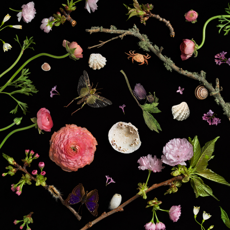 Paulette Tavormina, Botanical I (Cherry Blossoms), 2013