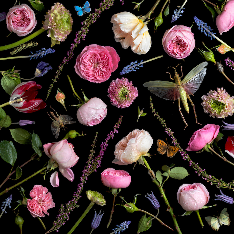 Paulette Tavormina, Botanical VI (Juliet Roses), 2013