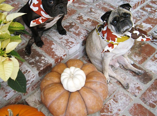 funny thanksgiving festive dogs