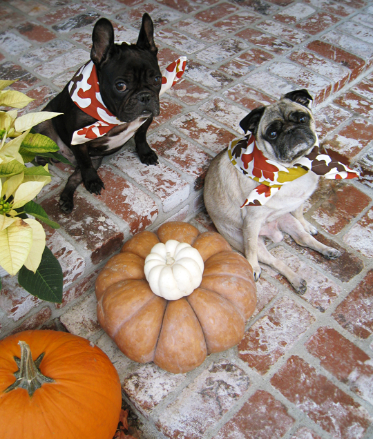 funny thanksgiving festive dogs