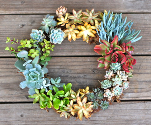 DIY Living Succulent Wreath