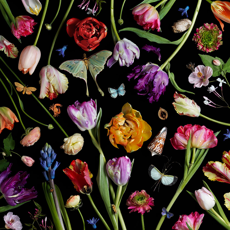 Paulette Tavormina, Botanical VII (Tulips), 2014