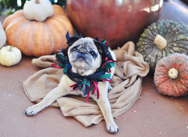 Bebop Pumpkin Pug