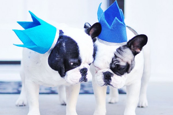 Birthday crowns for Frenchies -DIY Party hats