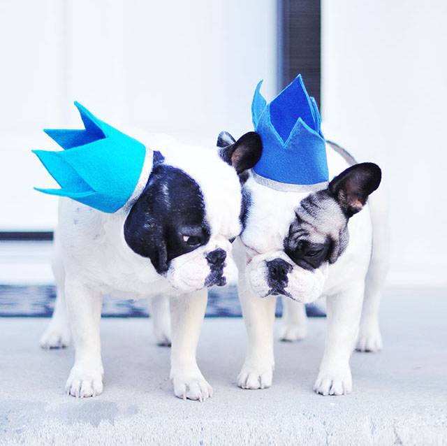 Birthday crowns for Frenchies -DIY Party hats