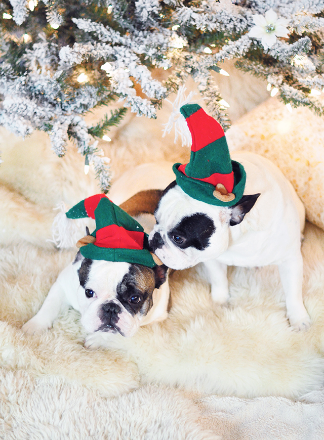 christmas-dogs-under-the-tree