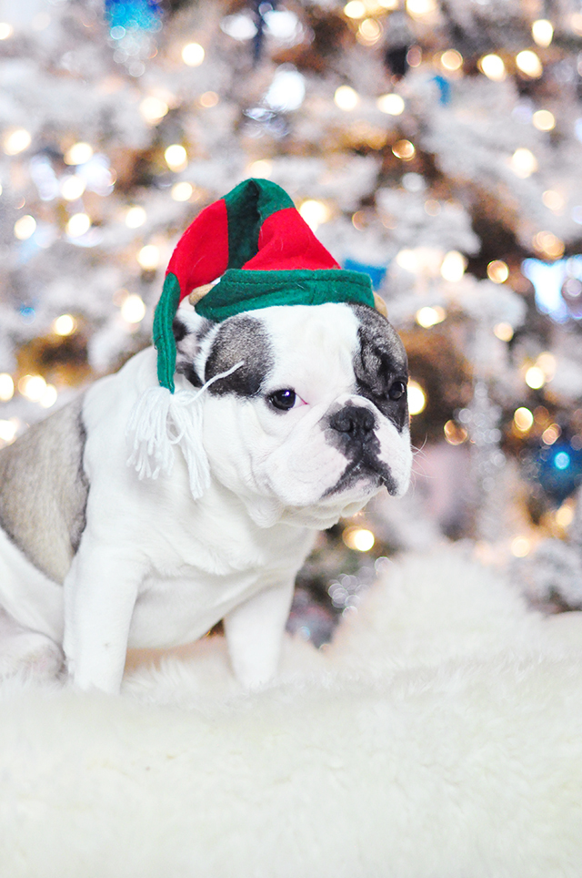 Christmas Dogs_French Bulldogs_ Randy-elf hat 6