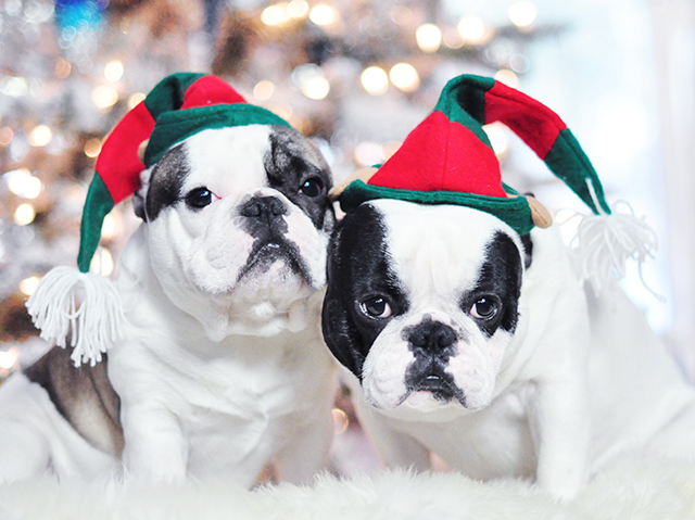 Christmas Dogs_French Bulldogs_Trevor and Randy-elf hats 1