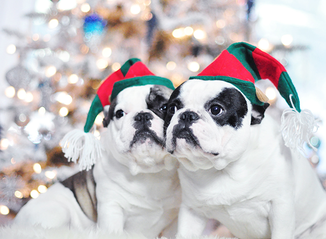 Christmas Dogs_French Bulldogs_Trevor and Randy-elf hats 2