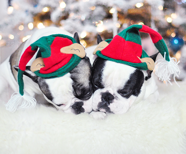 Christmas Dogs_French Bulldogs_Trevor and Randy-elf hats 3-1