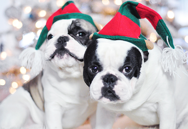 Christmas Dogs_French Bulldogs_Trevor and Randy-elf hats 4