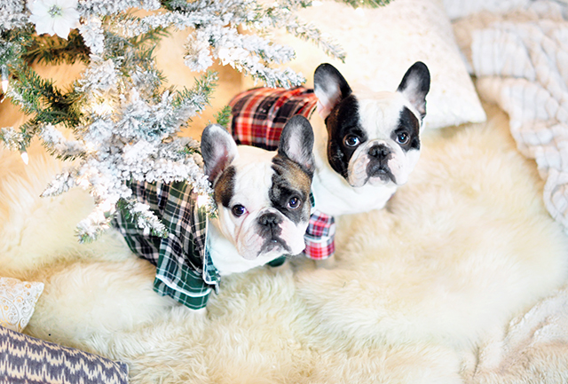 christmas-frenchies-under-the-tree