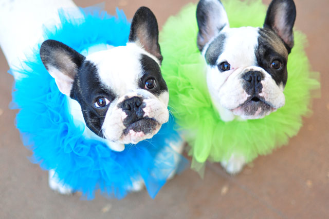 Clown Pups-French Bulldogs in costume