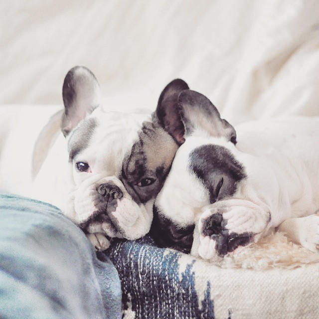 Cuddle french bulldog brothers