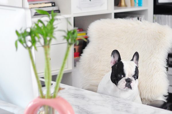 DIY Faux Marble Desk_marble desktop _french bulldog