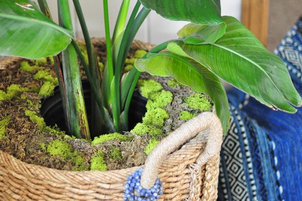 diy faux moss planter cover indoor tropical plant