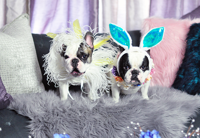 French Bulldogs dressed up for Easter