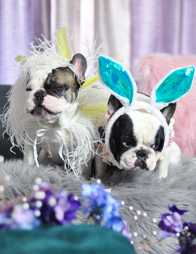 French Bulldogs dressed up for Easter