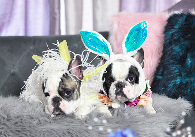 French Bulldogs dressed up for Easter
