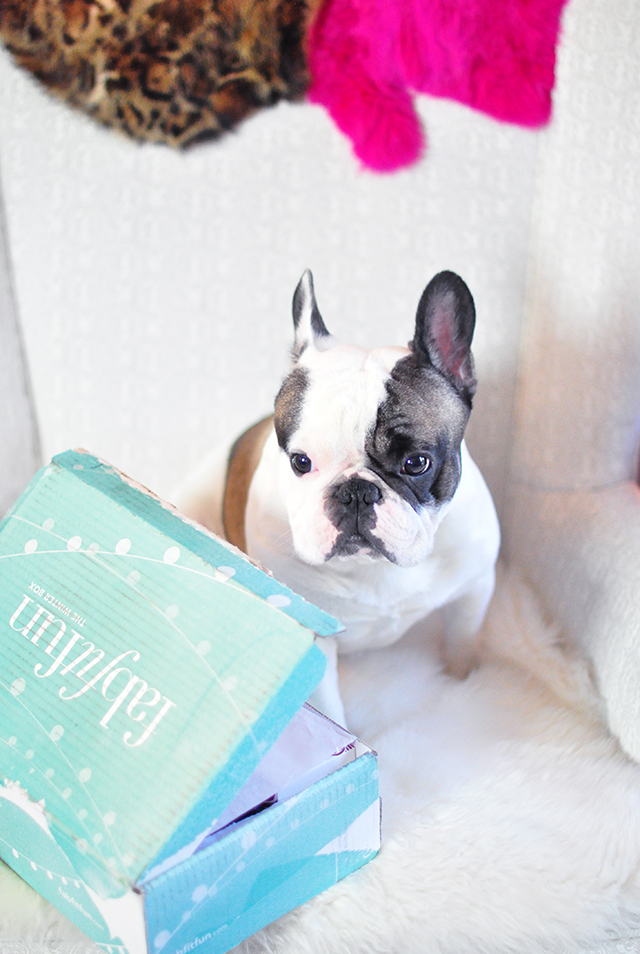 FabFitFun Box with French Bulldog_Winter 2015