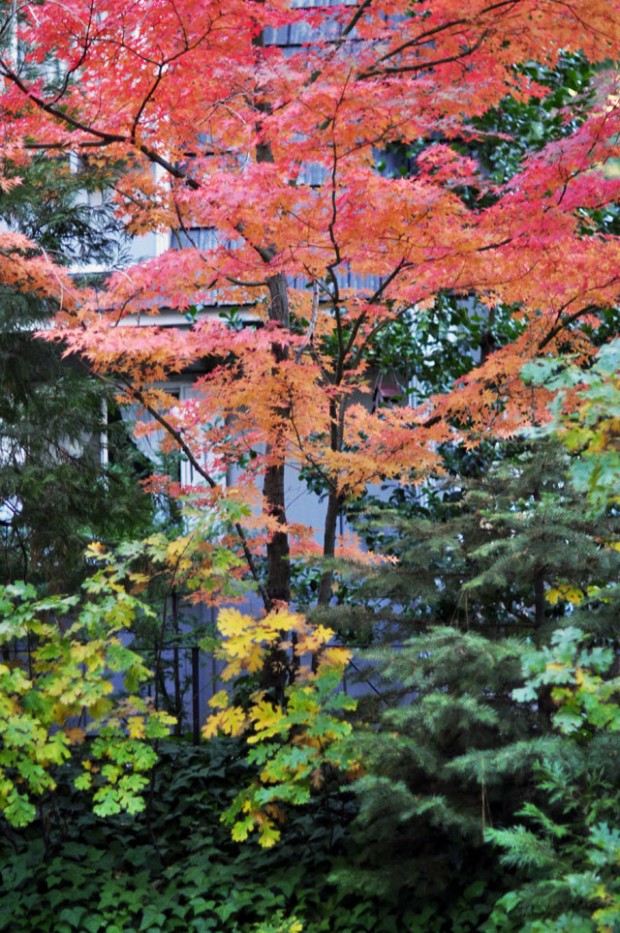 Fall Trees leaves