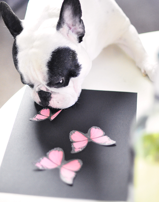 French Bulldog + Butterflies