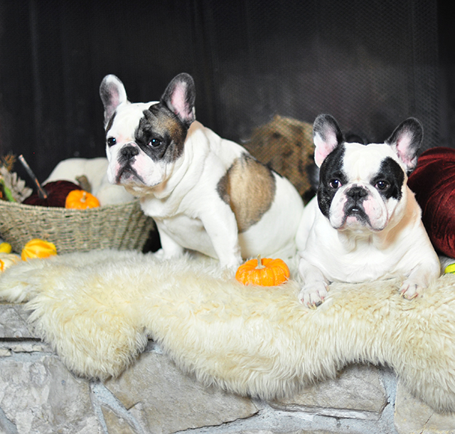 french-bulldogs-3